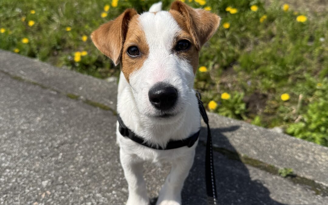 セラピー犬がやってきた！